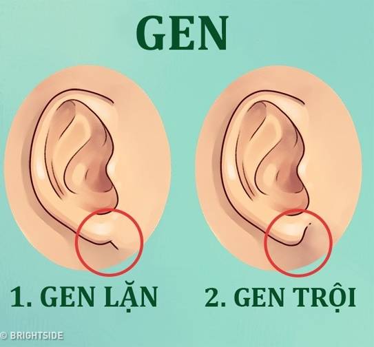 Đừng xem thường, tai không chỉ để nghe và xem tướng mà còn chẩn bệnh được đấy - ảnh 2