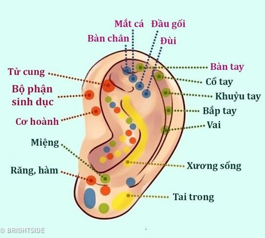 Đừng xem thường, tai không chỉ để nghe và xem tướng mà còn chẩn bệnh được đấy - ảnh 7