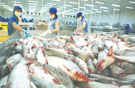Cá giàu dinh dưỡng, ngừa bệnh tật - ảnh 1