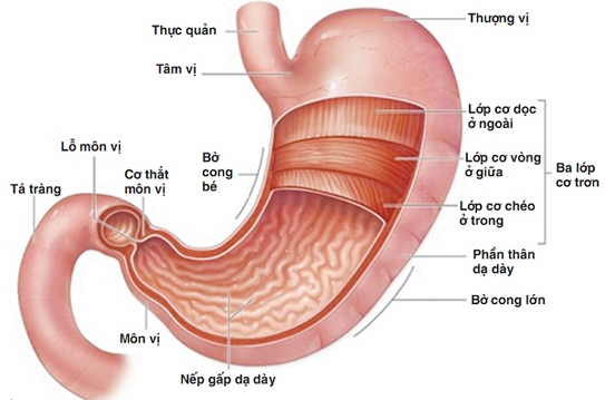 Viêm loét bờ cong nhỏ dạ dày - không thể xem thường - ảnh 1