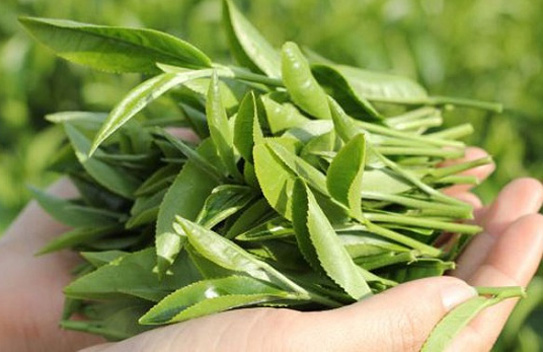 Bí quyết sống thọ của người Nhật là uống thứ nước này mỗi ngày - ảnh 2